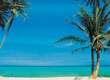 pet friendly hotel brazilian court palm beach